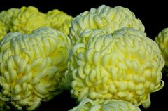 一朵菊花開出七種顏色？用手持氣象站種菊